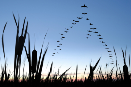 migrating canada geese